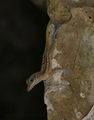 Anolis bartschi