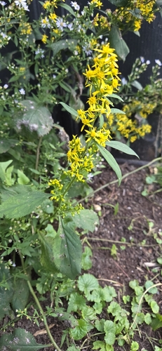broad-leaved goldenrod