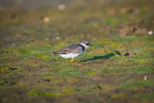 Common Ringed Plover