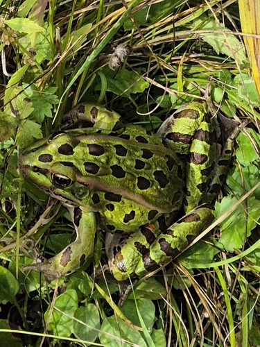 Northern Leopard Frog