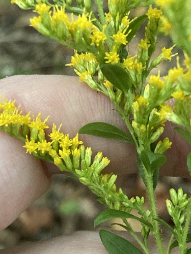 common wrinkle-leaved goldenrod