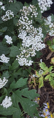 white snakeroot