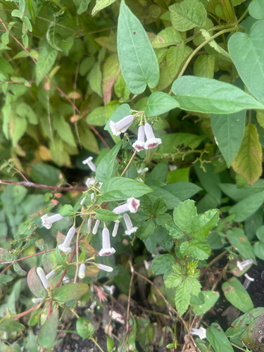 Paederia foetida, photograph 4