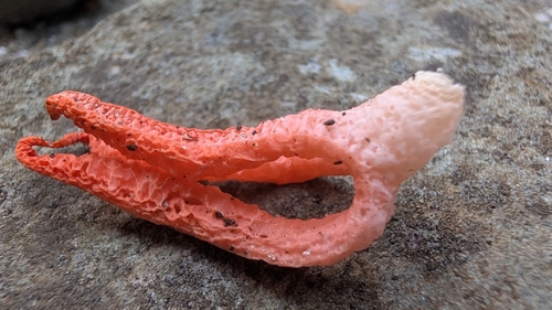 stinky squid