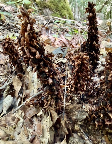 Conopholis americana, photograph 2