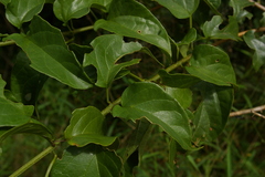 Clerodendrum toxicarium