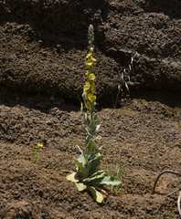 Verbascum damascenum