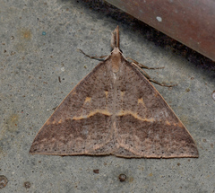 Epidesmia hypenaria