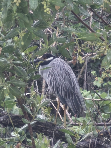 Yellow-crowned Night Heron