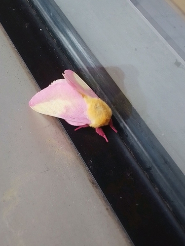 Rosy Maple Moth