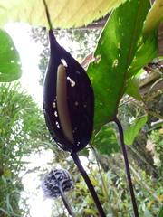 Anthurium caramantae, photograph (c) Luis G Restrepo, some rights reserved (CC BY)