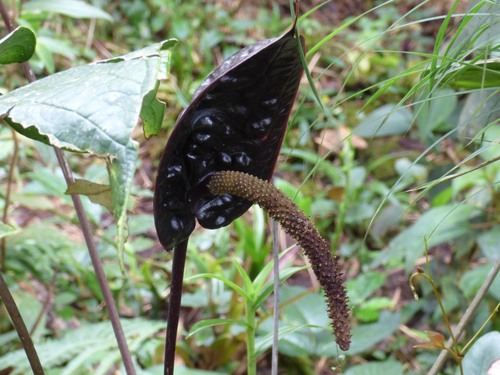 Anthurium caramantae