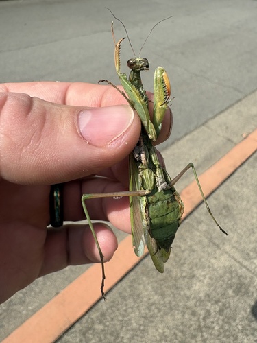 European Mantis