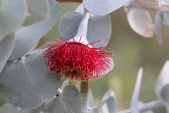 Eucalyptus rhodantha