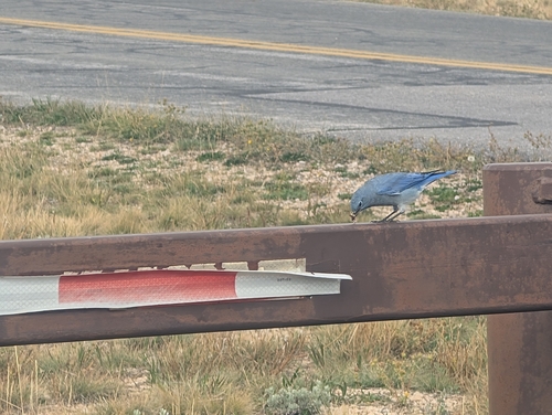 Mountain Bluebird