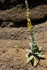 Verbascum damascenum