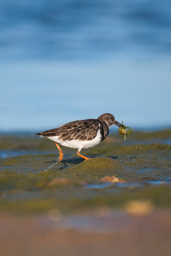 Ruddy Turnstone