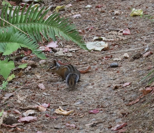 Siskiyou Chipmunk observed by tkp95