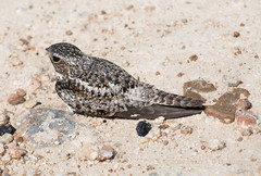 Chordeiles gundlachii