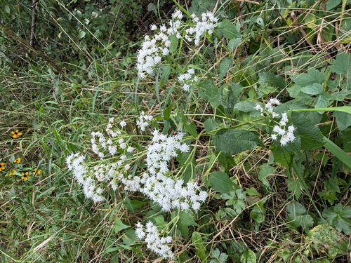 white snakeroot