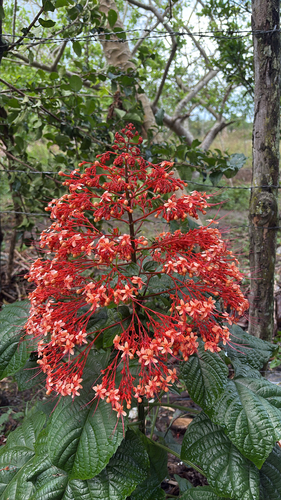 Pagoda Flower