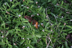 Phyla lanceolata