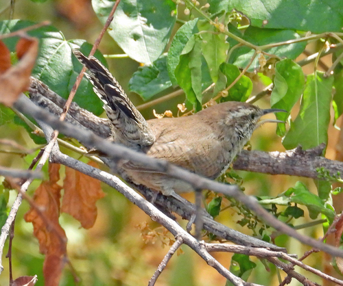 Bewick's Wren