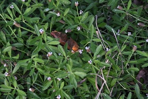 Phyla lanceolata, photograph 1