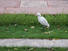 Bubulcus ibis