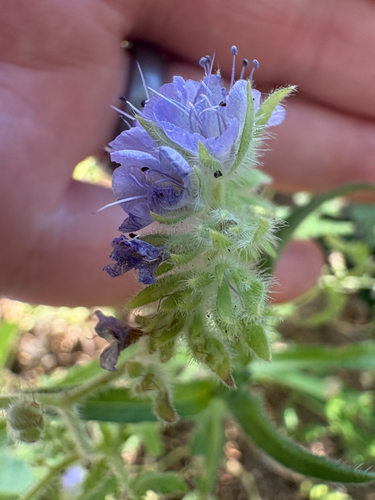 Phacelia distans observed 2026-09-12