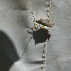 Plinachtus imitator