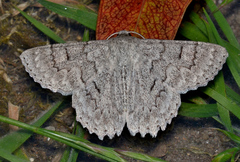 Crypsiphona tasmanica