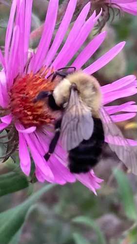 Common Eastern Bumble Bee