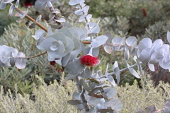Eucalyptus rhodantha