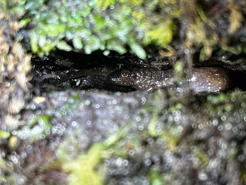 Seal Salamander