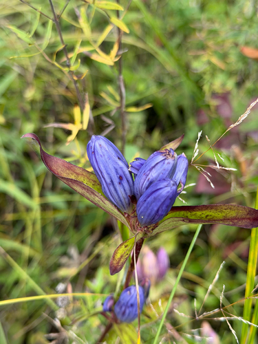 closed bottle gentian