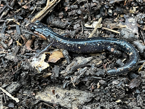 Red-cheeked Salamander