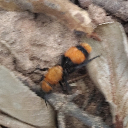 Common Eastern Velvet Ant