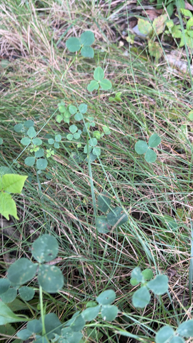 Black Medick