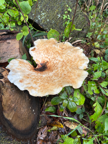 Dryad's Saddle