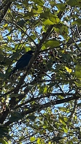 Steller's Jay