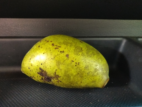 common pawpaw