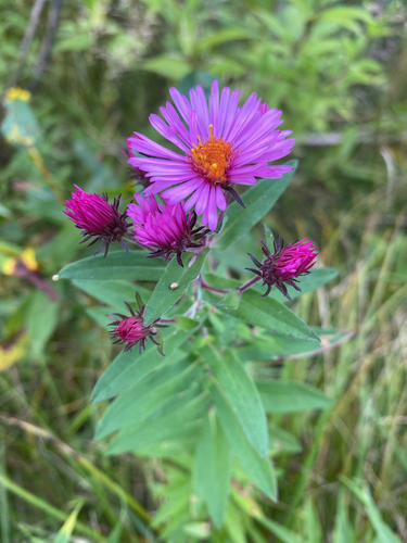 New England aster