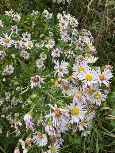 shining aster