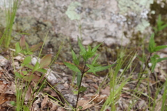 Melampyrum lineare