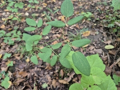 Clematis recta