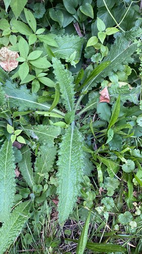 Bull Thistle