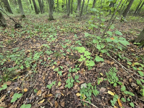 Clematis recta, photograph 1