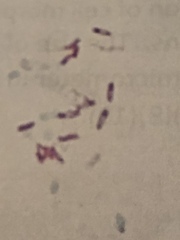 Bacillus