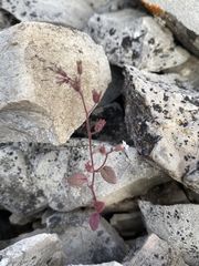 Phacelia barnebyana